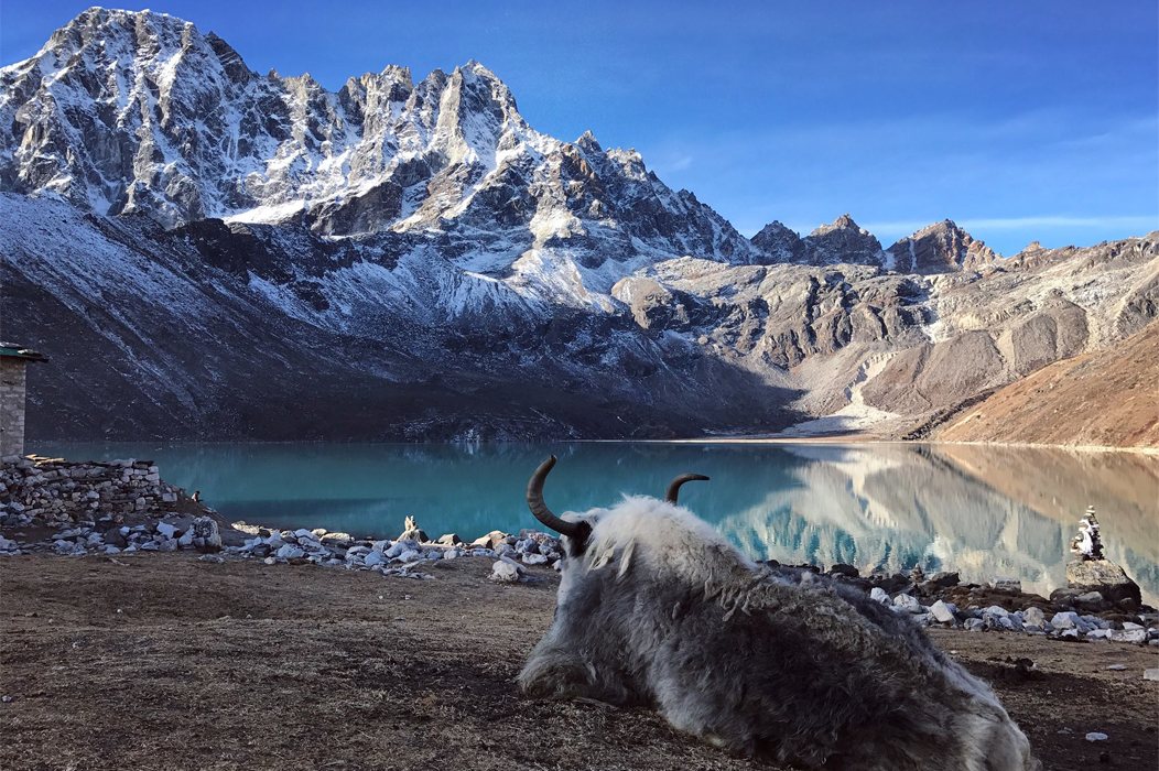 Yak in Gokyo Lake.jpg